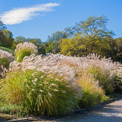 Pampová tráva růžová - Pampas - Cortaderia selloana - semena pampové trávy - 10 ks