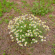 Rmen rolní - Anthemis arvensis - semena rmenu - 0,2 g