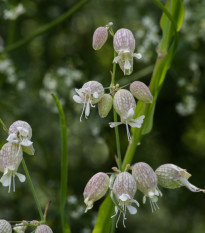 Silenka napihnjena Stridolo - Silene inflata - semena silenke - 380 kos