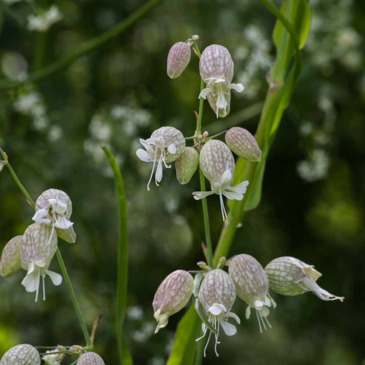 Silenka napihnjena Stridolo - Silene inflata - semena silenke - 380 kos