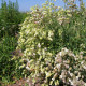 Silenka napihnjena Stridolo - Silene inflata - semena silenke - 380 kos