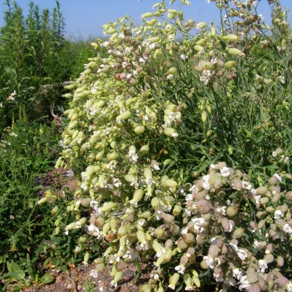 Silenka napihnjena Stridolo - Silene inflata - semena silenke - 380 kos