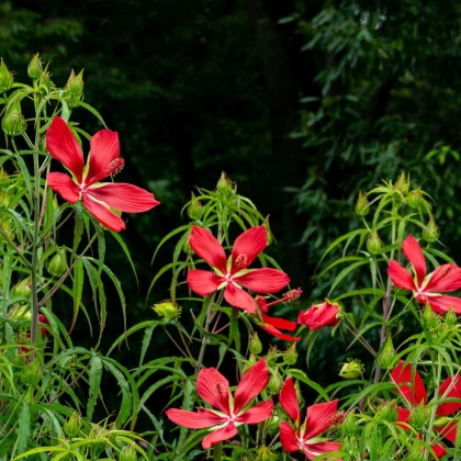 Škrlatni hibiskus - Hibiscus coccineus - semena hibiskusa - 15 kos