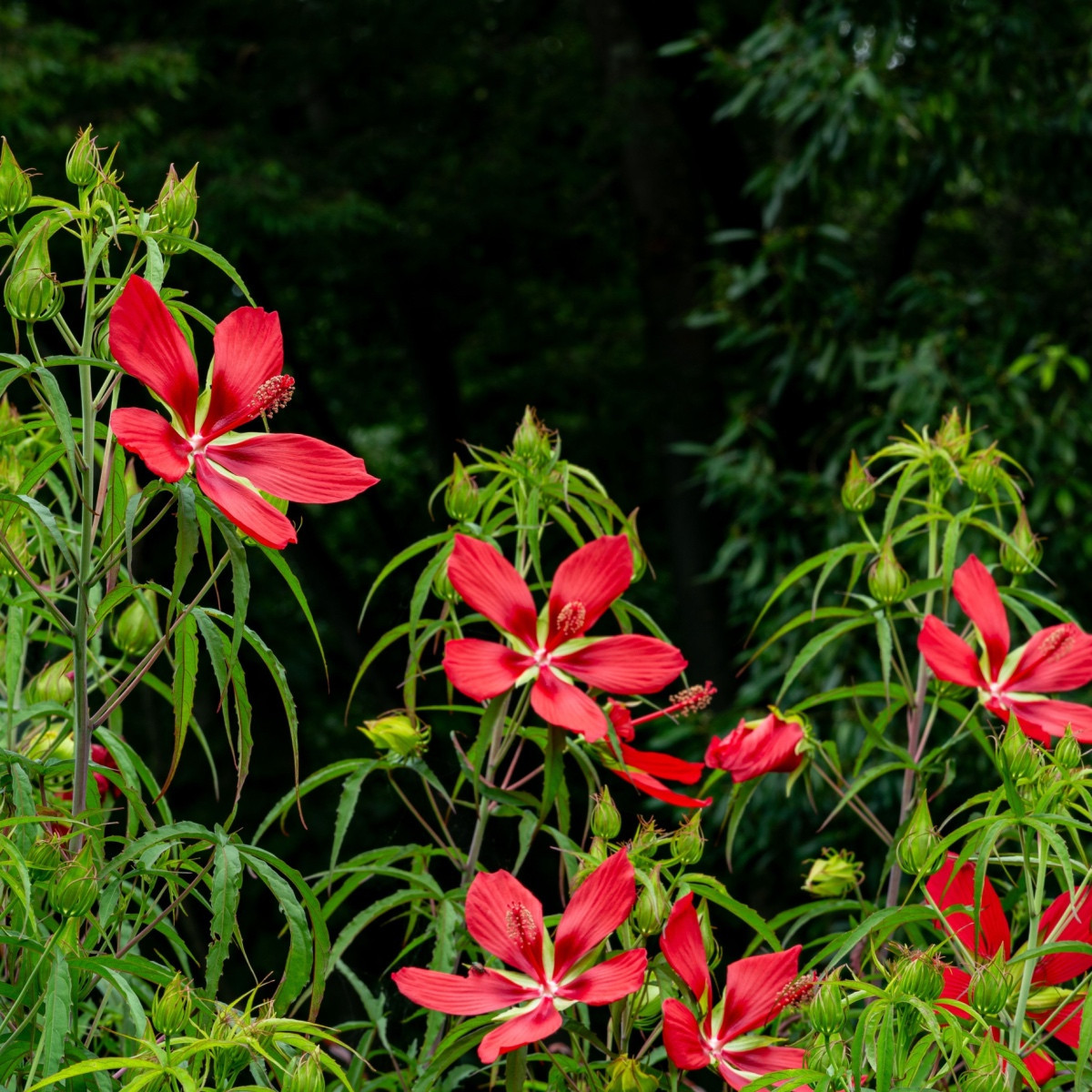 Škrlatni hibiskus - Hibiscus coccineus - semena hibiskusa - 15 kos