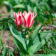 Tulipan Pinocchio – Tulipa – čebulice tulipana – 3 kosi – zaključeno
