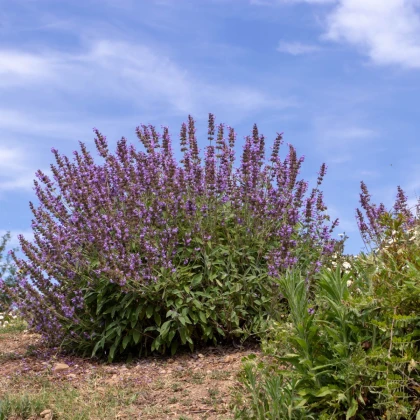 BIO Žajbelj zdravilni - Salvia officinalis - bio semena žajblja - 30 kos