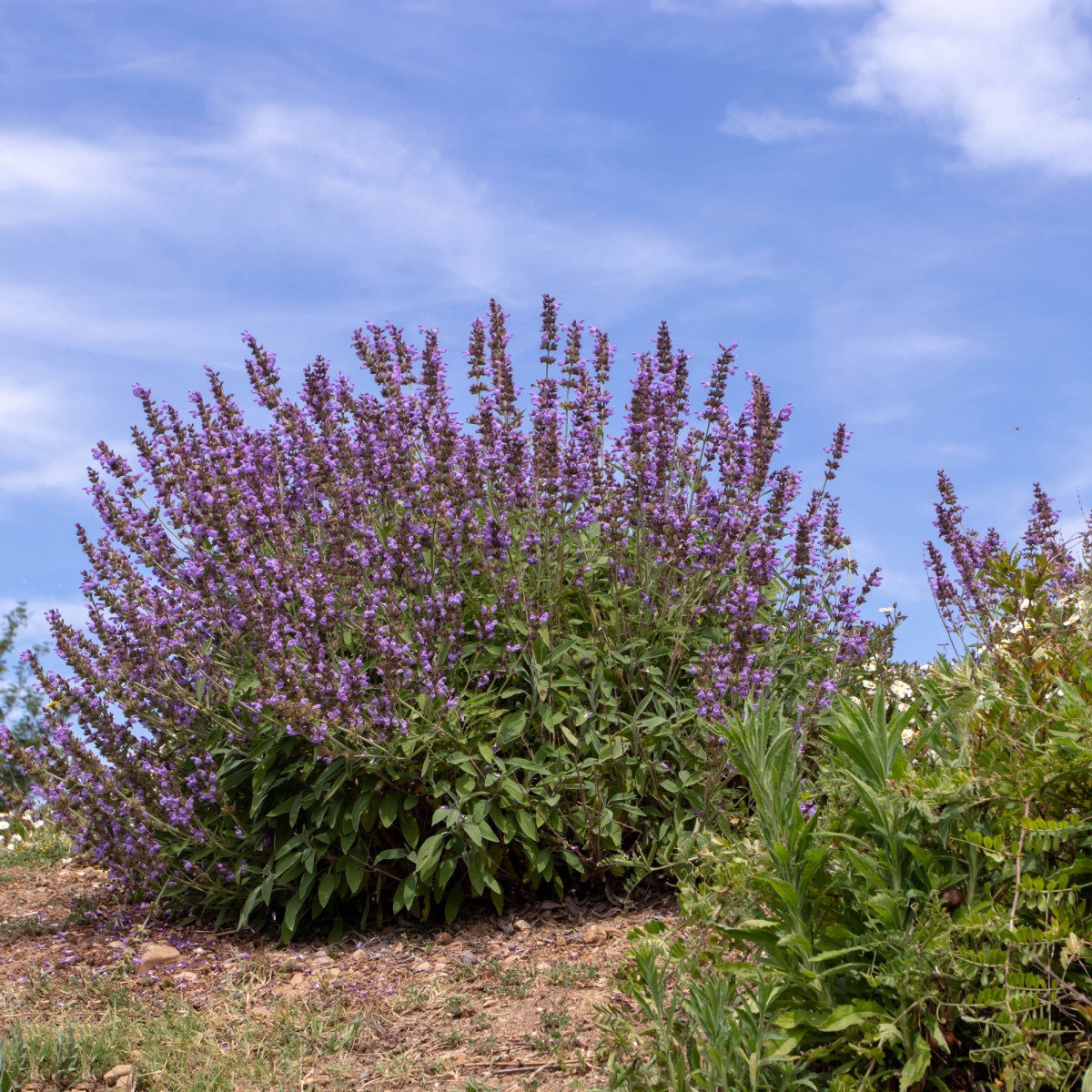 BIO Žajbelj zdravilni - Salvia officinalis - bio semena žajblja - 30 kos
