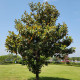 Magnólie velkokvětá - Magnolia grandiflora - semena magnólie - 5 ks