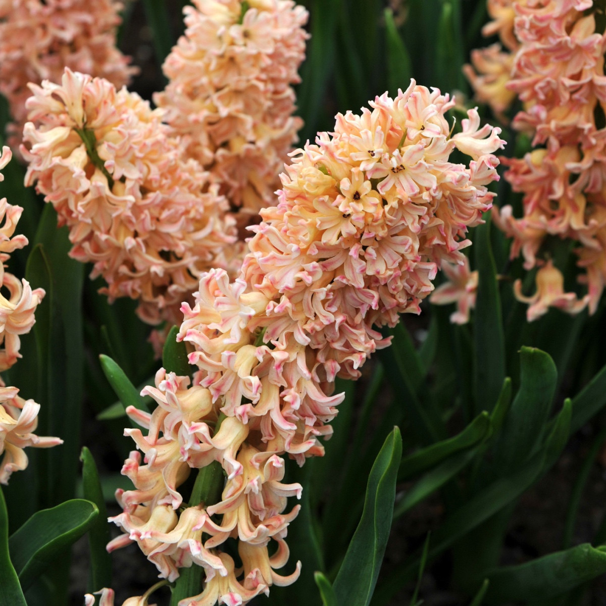 Hyacint Odysseus - Hyacinthus - cibule hyacintu - 1 ks