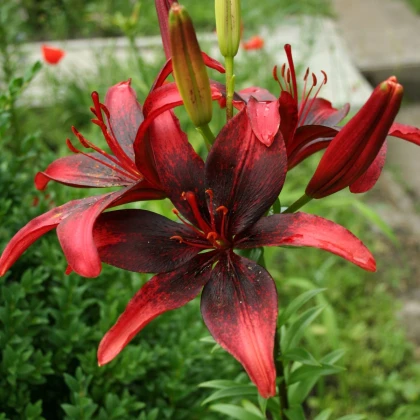 Lilie Strawberry Event - Lilium - cibule lilie - 1 ks