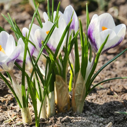 Krokus Blue Bird - Crocus chrysanthus - hlízy krokusu - 3 ks