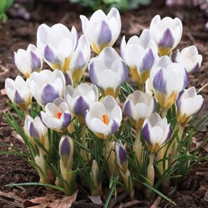 Krokus Blue Bird - Crocus chrysanthus - hlízy krokusu - 3 ks