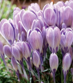 Velikočvetni krokus Striped Bird – Crocus tommasinianus – gomolji krokusa – 3 kos