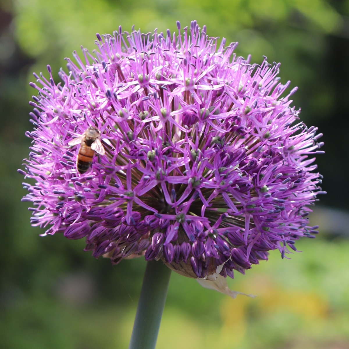 Česnek Summer Drummer - Allium - cibule okrasného česneku - 3 ks