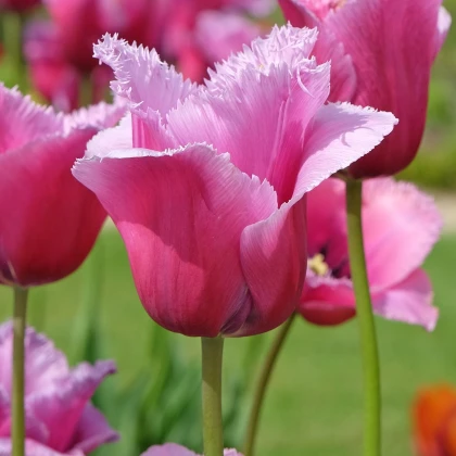 Tulipán Louvre - Tulipa - cibule tulipánu - 3 ks