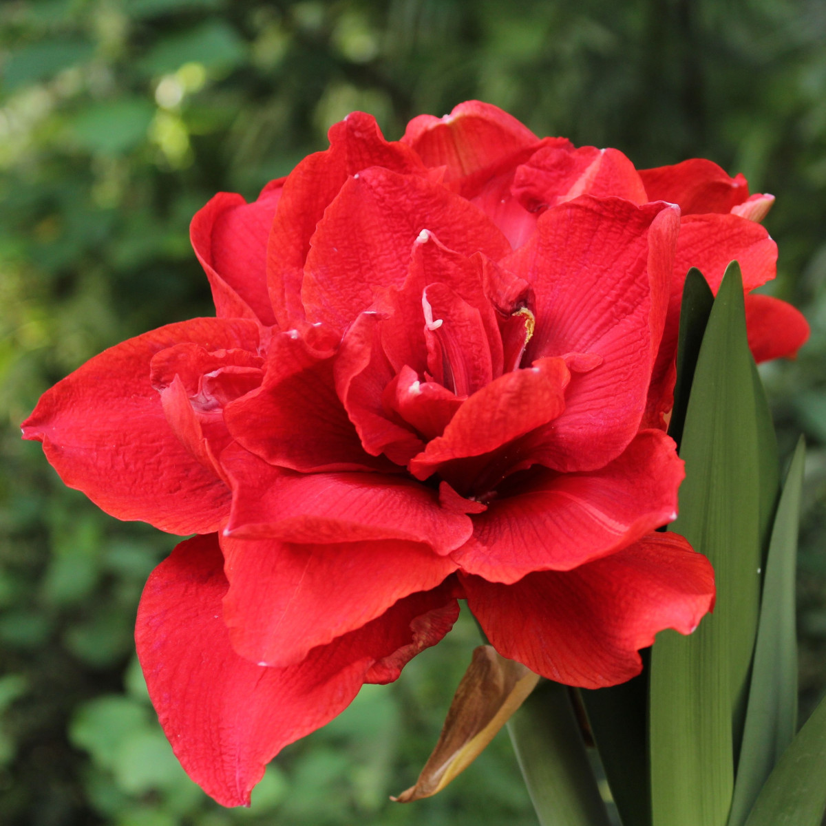 Hvězdník Double Delicious - Hippeastrum - cibule hvězdníku - 1 ks