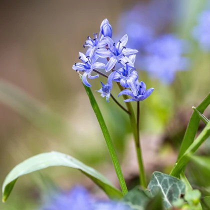 Ladoňka dvoulistá modrá - Scilla bifolia blue - cibule ladoňky - 3 ks