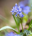 Modra dvolistna modra - Scilla bifolia blue - čebulice modre dvolistne - 3 kos