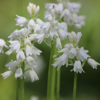 Ladoňka zvonkovitá bílá - Scilla campanulata - cibule ladoňky - 3 ks