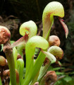 Darlingtonija kalifornska - Darlingtonia california - semena darlingtonije - 12 kos