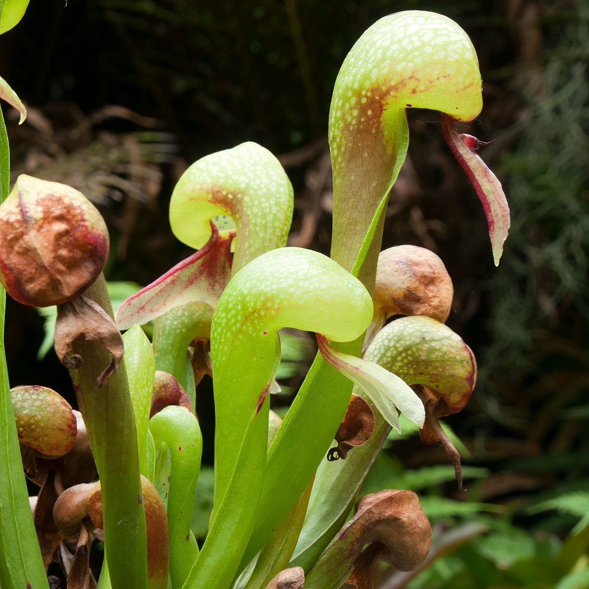 Darlingtonie kalifornská - Darlingtonia california - semena darlingtonie - 12 ks