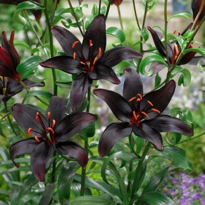 Lilie Blacklist - Lilium - cibule lilie - 1 ks