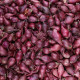 Zimska čebula za saditev Akado – Allium cepa – čebulice – 250 g