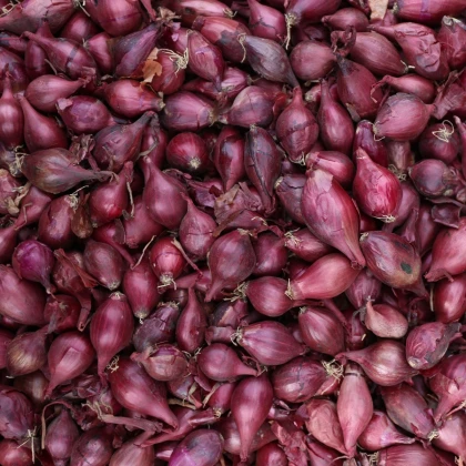 Cibule sazečka ozimá Akado - Allium cepa - cibulky - 250 g
