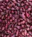 Zimska čebula za saditev Akado – Allium cepa – čebulice – 250 g