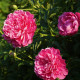 Pivoňka Patio London - Paeonia lactiflora - hlízy pivoňky - 1 ks