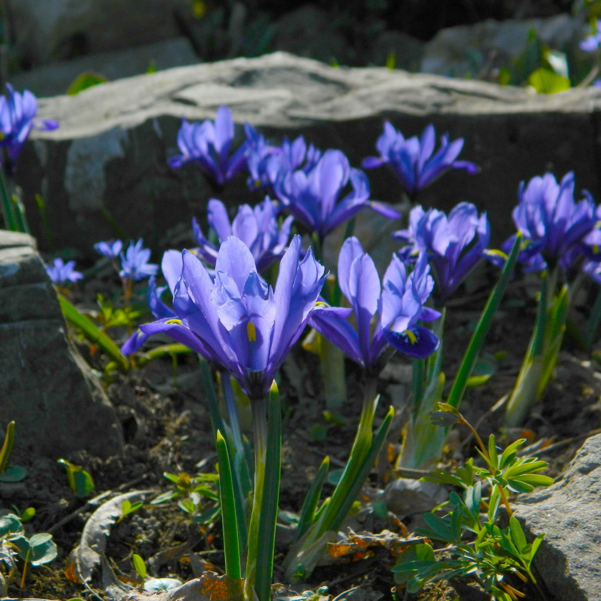 Kosatec síťkovaný Harmony - Iris reticulata - cibulky kosatce - 3 ks