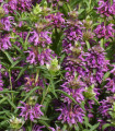 Monarda limonina - Monarda citriodora - semena monarde - 50 kos