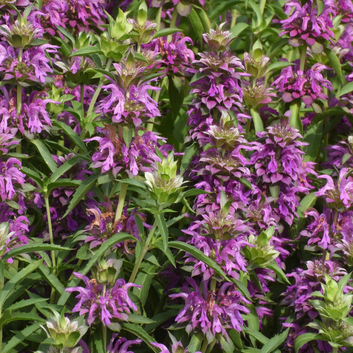 Monarda citrónová - Monarda citriodora - semena monardy - 50 ks