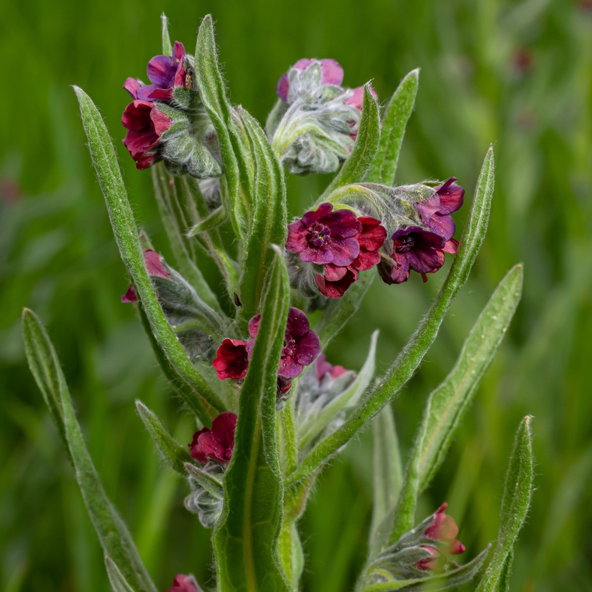 Užanka lékařská - Cynoglossum officinale - semena užanky - 10 ks