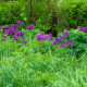 Česnek Aflatunense - Allium aflatunense - cibule okrasného česneku - 3 ks