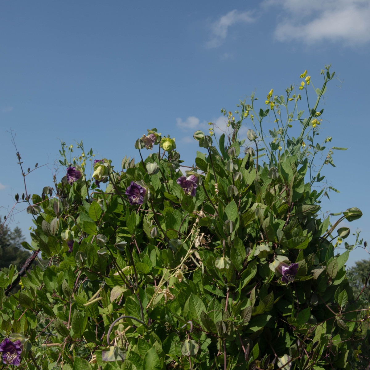 Vilec šplhavý fialový - Cobaea scandens - semena vilce - 7 ks