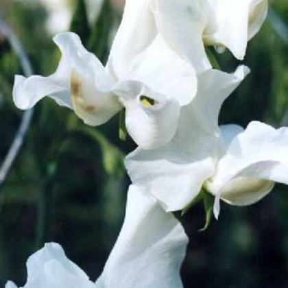 Hrachor vonný královský bílý - Lathyrus odoratus - semena hrachoru - 20 ks