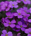 Vijolična vrtna avrieta – Aubrieta hybrida – semena avriete – 200 kosov