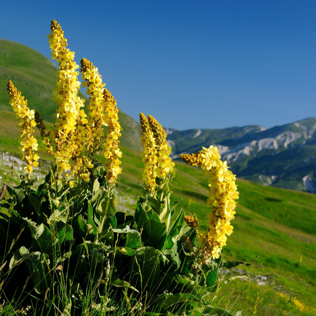Divizna malokvětá - Verbascum thapus - semena divizny - 150 ks