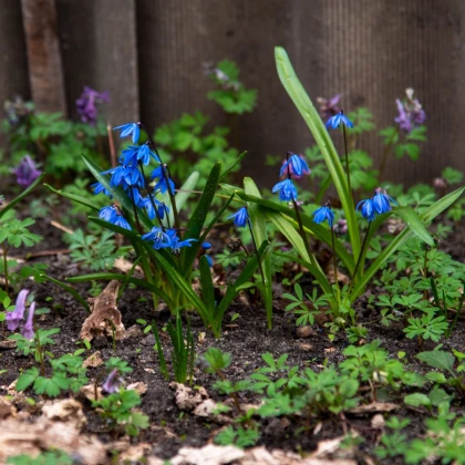 Ladoňka sibiřská modrá - Scilla siberica - cibule ladoňky - 3 ks