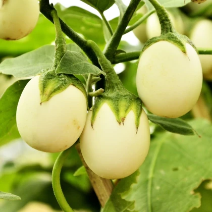 Lilek vejcoplodý Eierbaum - Solanum melongena - semena lilku - 20 ks