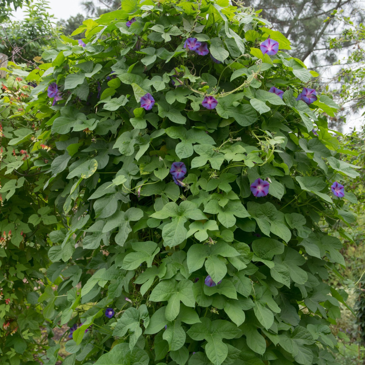 Povíjnice Scarlet O Hara - Ipomoea purpurea - semena povíjnice - 25 ks