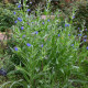 Kapski pilat – Anchusa capensis – semena pilata – 50 kosov