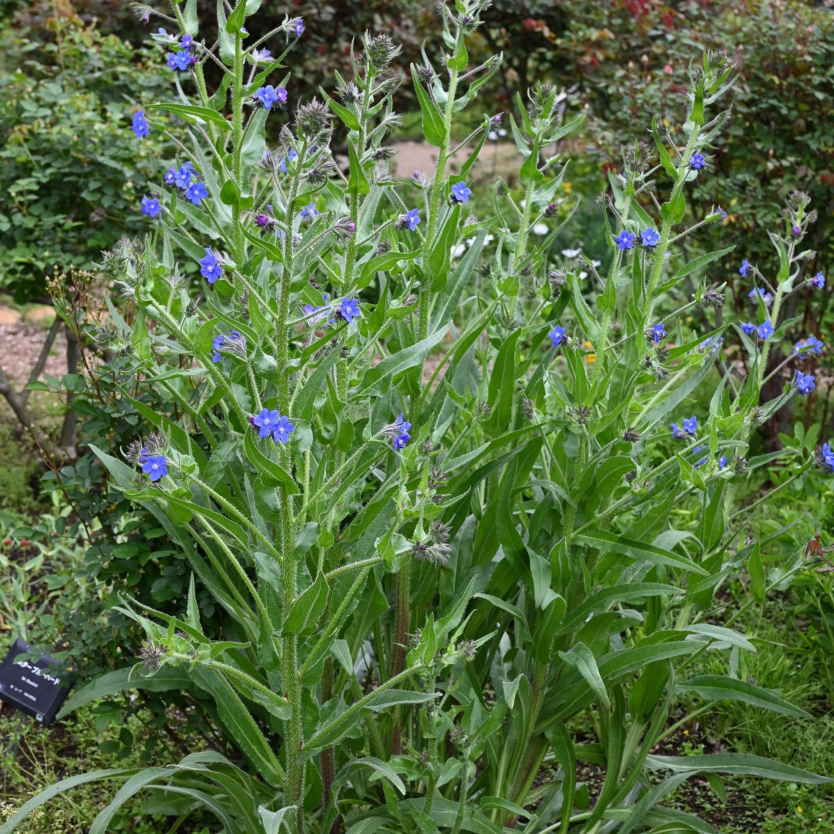 Kapski pilat – Anchusa capensis – semena pilata – 50 kosov