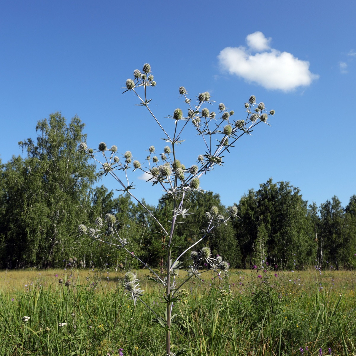 Máčka bílá White glitter - Eryngium planum - semena máčky - 10 ks