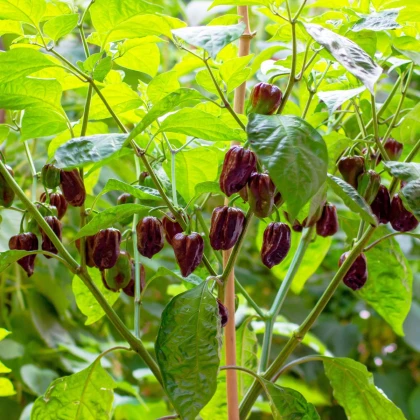 Chilli Habanero Chocolate - Capsicum chinense - semena chilli - 6 ks