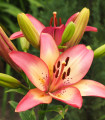 Lili Rosellas Dream - Lilium - čebulica lilije - 1 kos