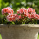 Muškát pasasti Nekita Salmon F1 - Pelargonium zonale - semena muškata - 4 kosi