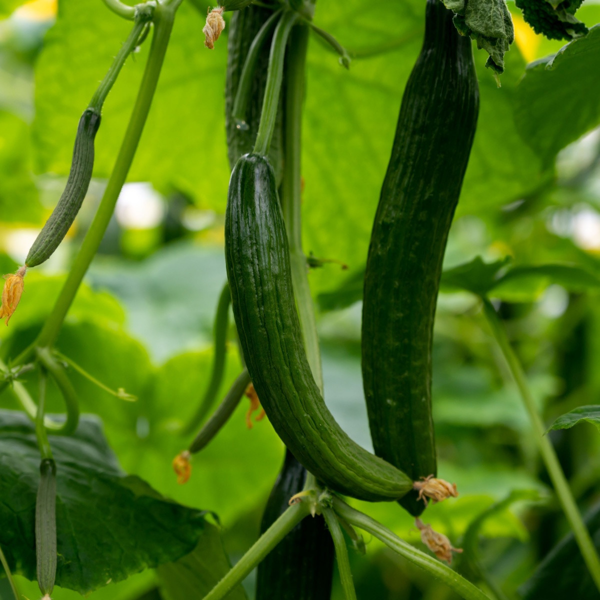 Okurka salátová Superstar F1 - Cucumis sativus - semena okurky - 10 ks