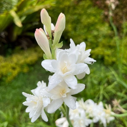 Tuberóza vonná - Polianthes tuberosa - hlízy tuberózy - 1 ks